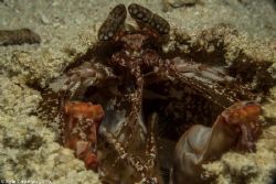 Red-knuckled mantis shrimp by Kyle Castelyn 